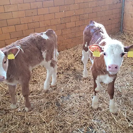 Alloggio per agriturismo Schusterhof