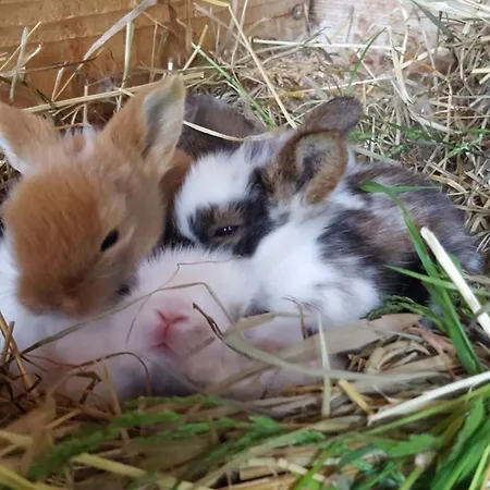 Schusterhof * Marquartstein