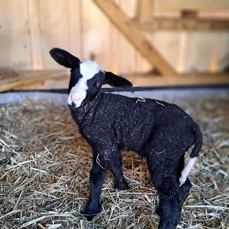 Alloggio per agriturismo Schusterhof