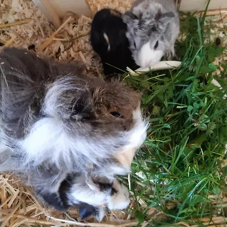 Alloggio per agriturismo Schusterhof *