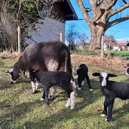 Schusterhof Farm stay
