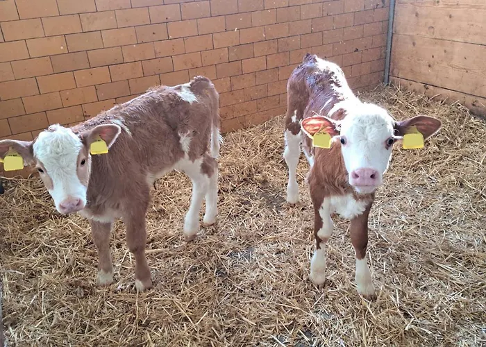 Κατάλυμα σε φάρμα Schusterhof