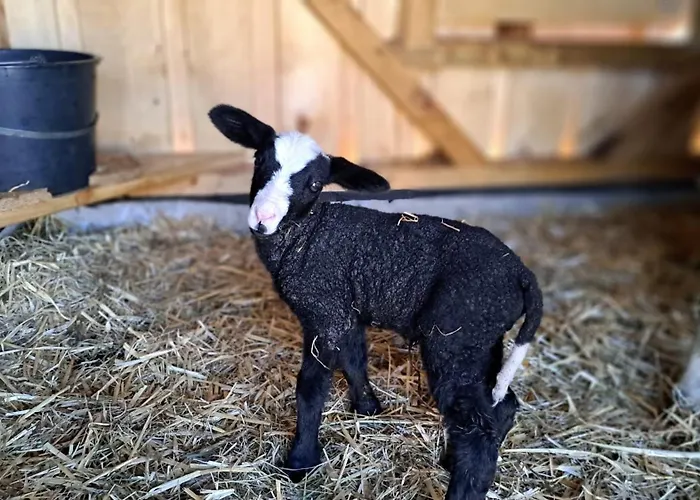 Κατάλυμα σε φάρμα Schusterhof