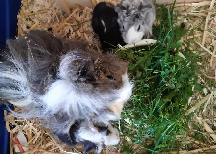 Κατάλυμα σε φάρμα Schusterhof *