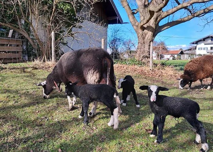 Schusterhof Κατάλυμα σε φάρμα